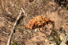 Aceria aloinis