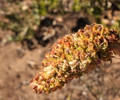 Aceria aloinis