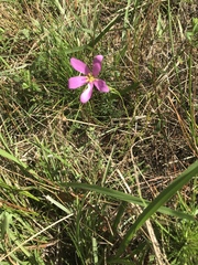 Sabatia grandiflora