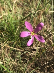 Sabatia grandiflora