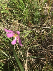 Sabatia grandiflora