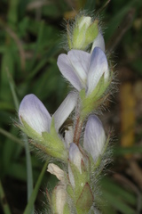 Lupinus bracteolaris