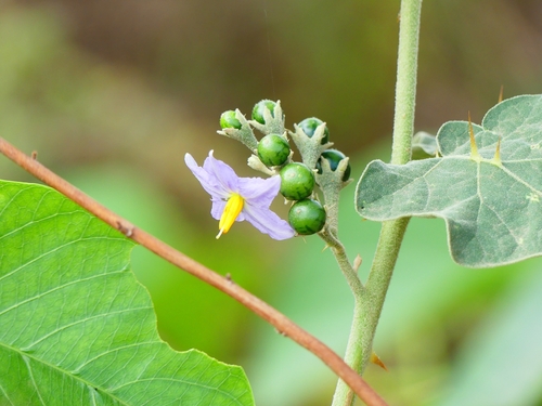 茄科  茄屬   印度茄 Solanum violaceum