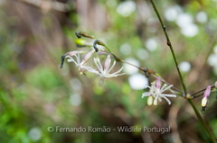 Silene nutans nutans