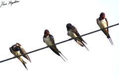 Hirundo rustica gutturalis