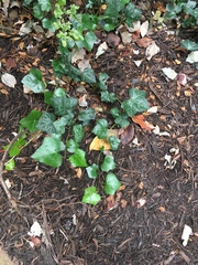 Hedera helix