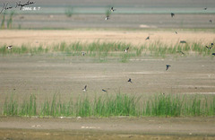 Hirundo rustica gutturalis