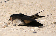 Hirundo rustica gutturalis