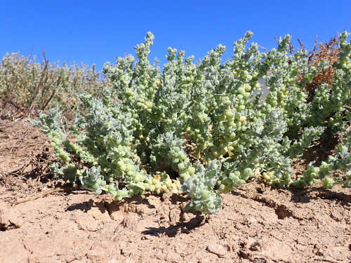 Pop saltbush (Atriplex spongiosa)