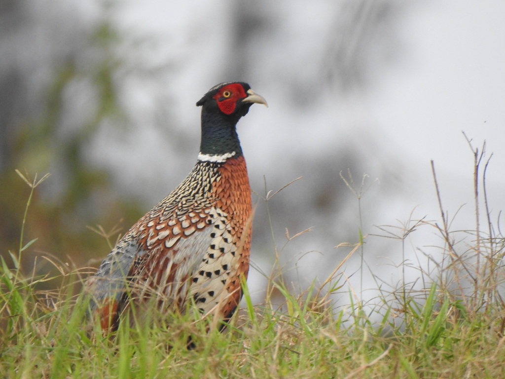 Common Pheasant
