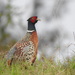 Taiwan Ring-necked Pheasant - Photo no rights reserved, uploaded by Yi-fan翊凡