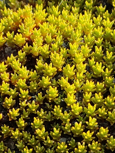 Image of Raoulia haastii by (c) Jenny Saito, some rights reserved (CC BY)