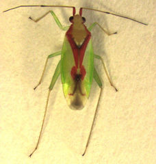 Zanchius ater