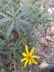 Coreopsis major