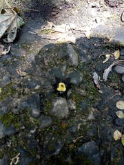Bombus steindachneri