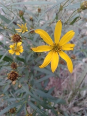 Coreopsis major