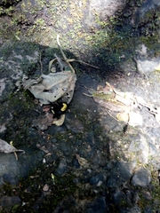 Bombus steindachneri