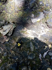 Bombus steindachneri