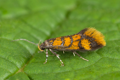 Promalactis procerella