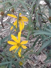 Coreopsis major