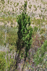 Psoralea kougaensis