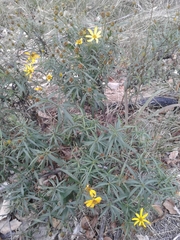 Coreopsis major