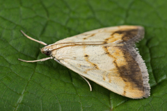 Evergestis extimalis