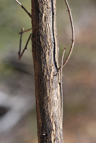 Image of Psoralea kougaensis by (c) Charles Stirton, some rights reserved (CC BY-SA)