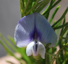Psoralea kougaensis