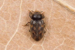 Heterocerus marginatus