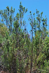 Psoralea kougaensis