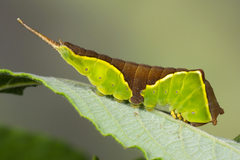 Cerura