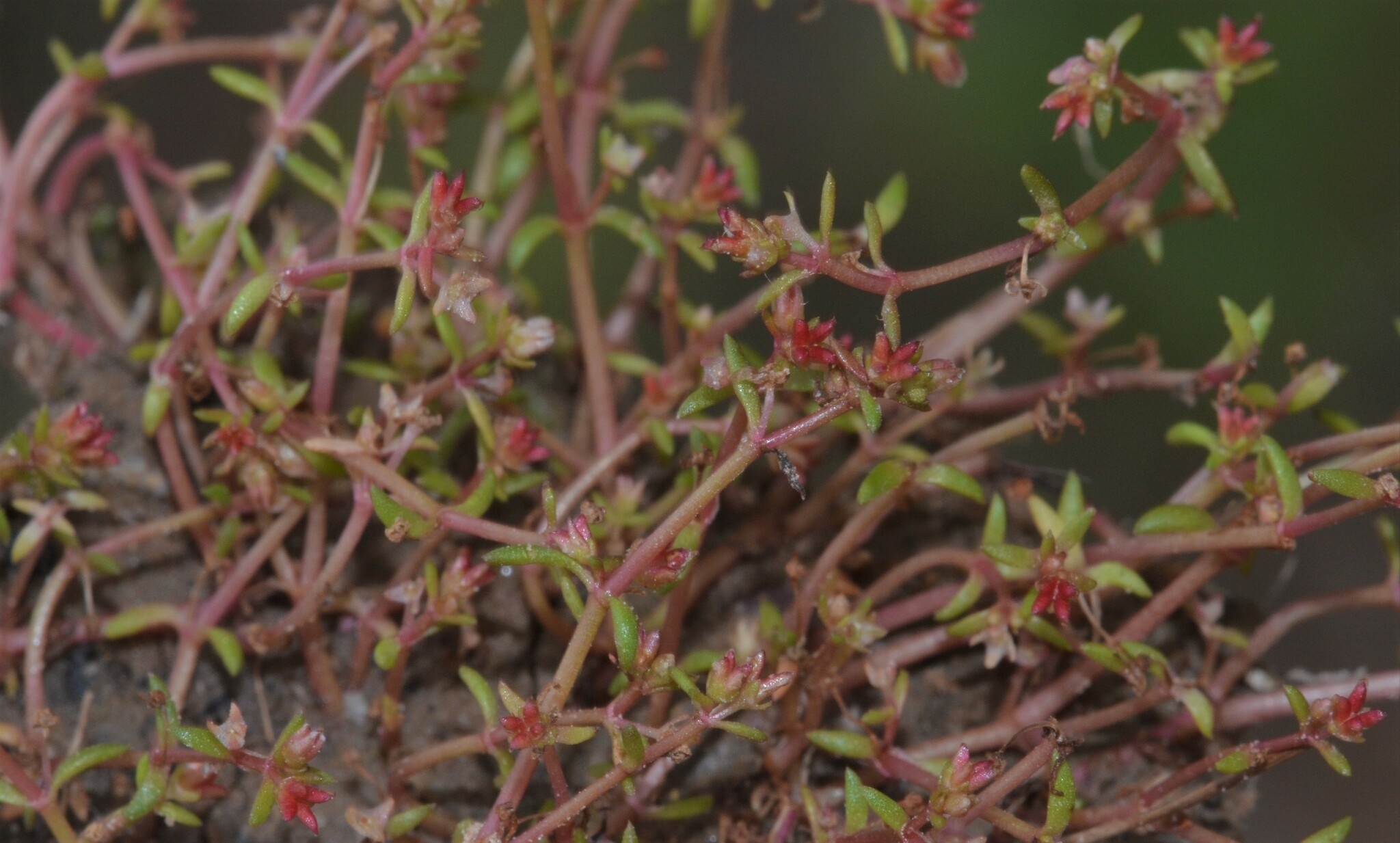 Crassula longipes