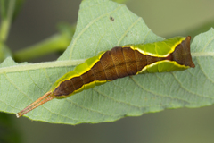 Cerura