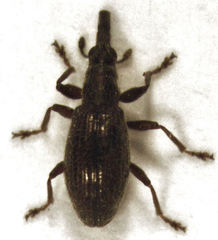 Neocyba metrosideros