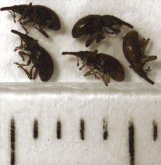 Neocyba metrosideros