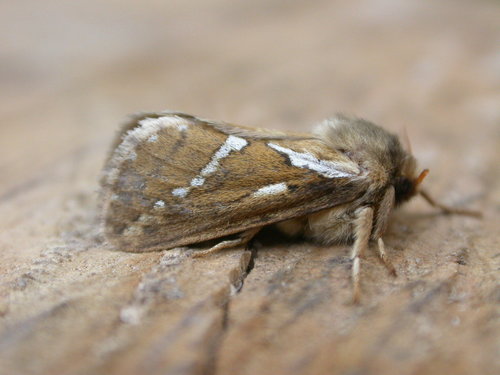 Common Swift Moth