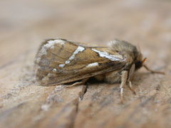 Common Swift Moth