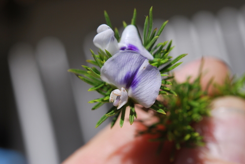 Image of Psoralea kougaensis by (c) Charles Stirton, some rights reserved (CC BY-SA)