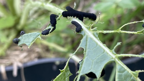 Turnip Sawfly