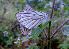 Pieris melete