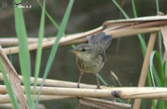 Helopsaltes ochotensis