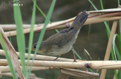 Helopsaltes ochotensis