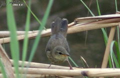 Helopsaltes ochotensis