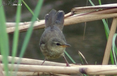 Helopsaltes ochotensis