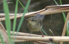 Helopsaltes ochotensis