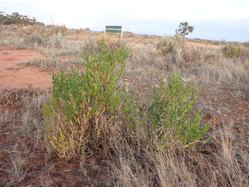 Desert Glasswort (Tecticornia triandra)