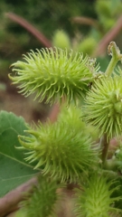 Xanthium strumarium image