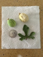 Passiflora pentaschista