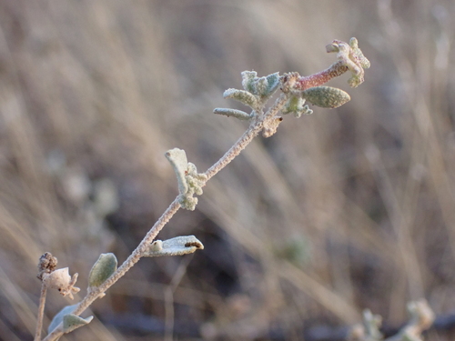 Atriplex limbata (Atriplex limbata)